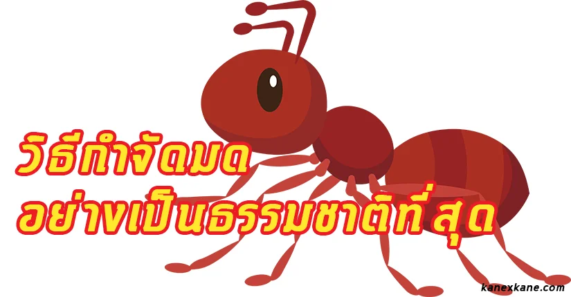 วิธีกำจัดมดภายในห้องอย่างง่าย ๆ แบบเห็นผล